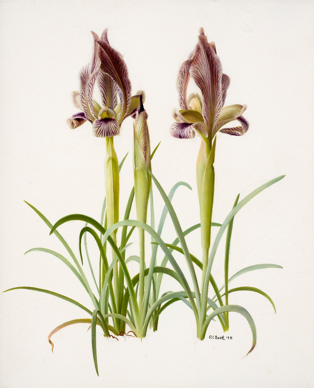 Iris acutiloba (olja på papper) av Raymond Booth