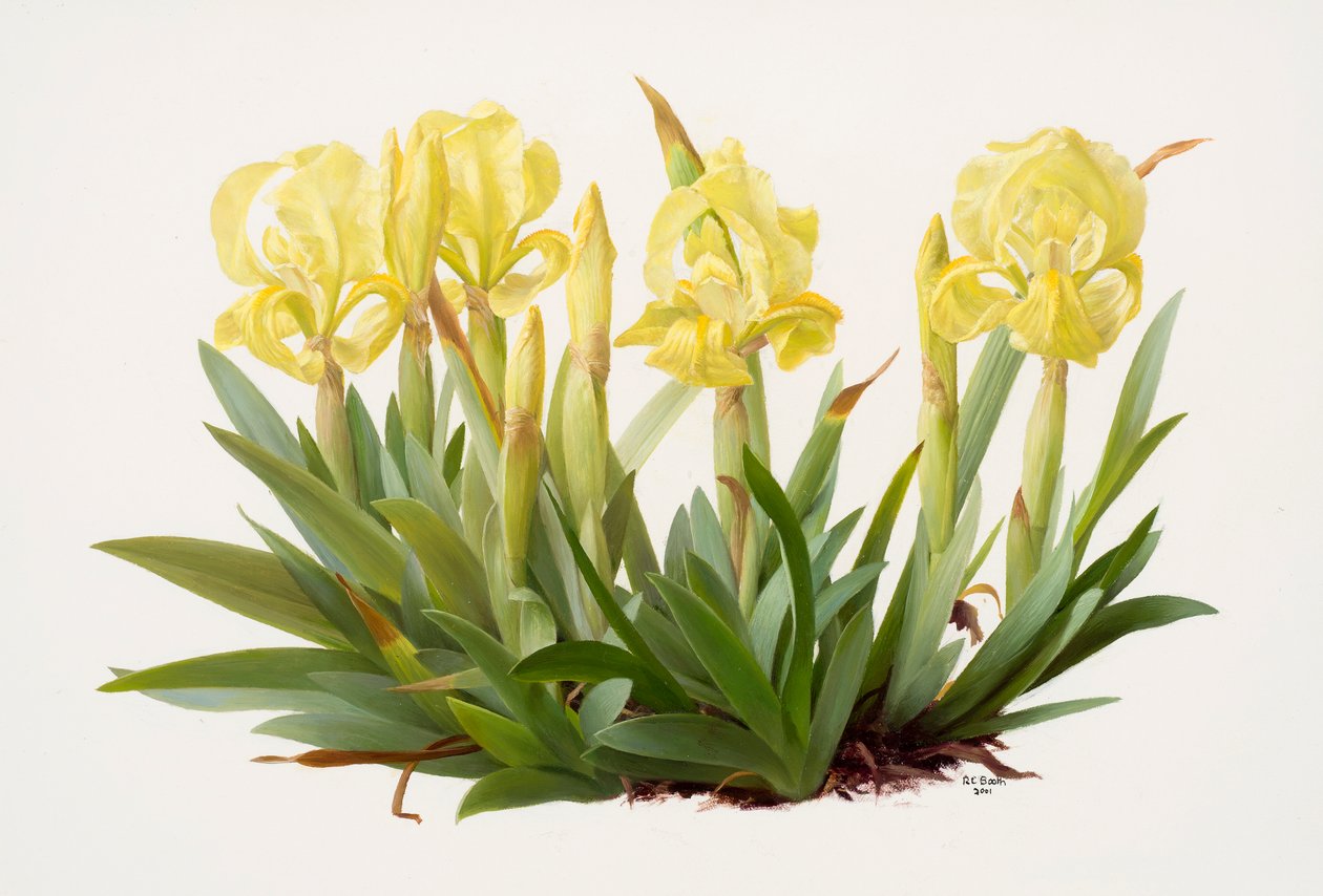 Iris lutescens (olja på papper) av Raymond Booth