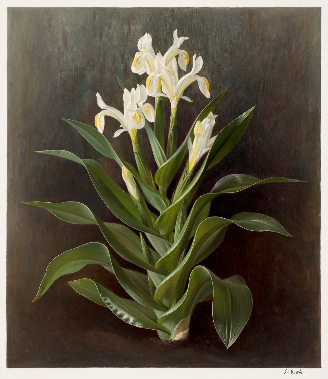 Iris willmottiana alba (olja på papper) av Raymond Booth