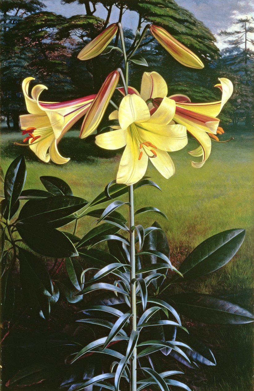 Lilium Gyllene klarion av Raymond Booth