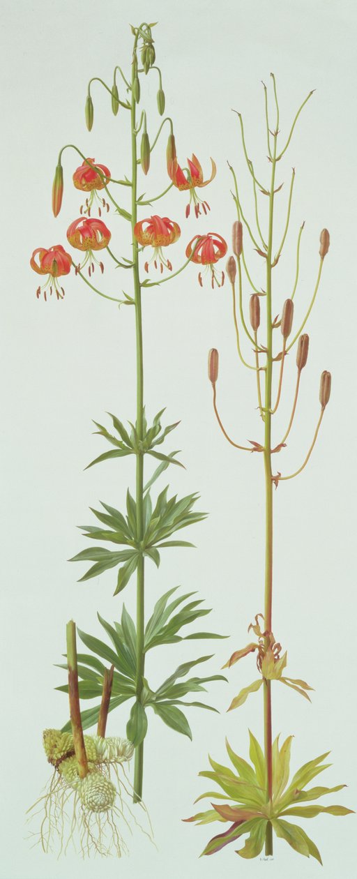 Lilium Pardalinum av Raymond Booth