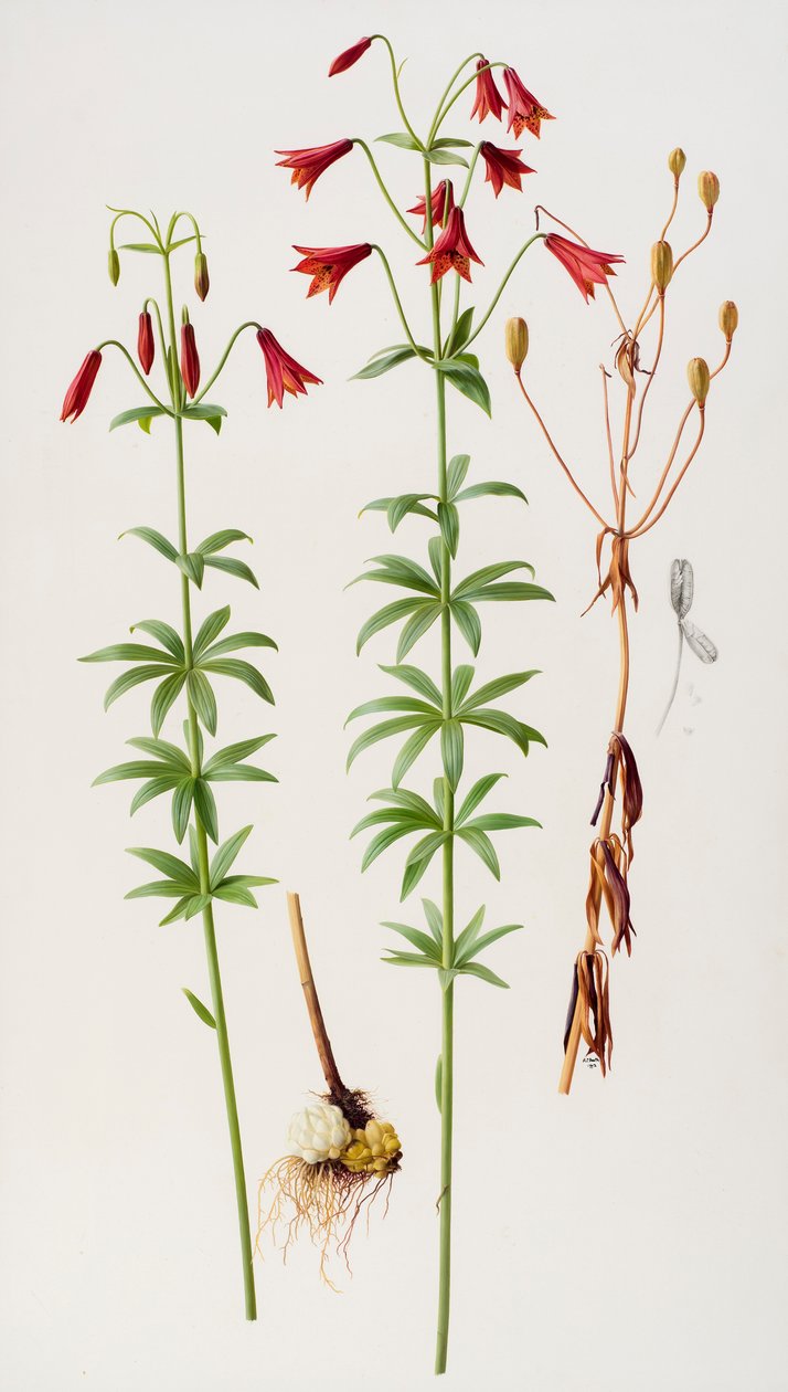 Lilium grayi av Raymond Booth