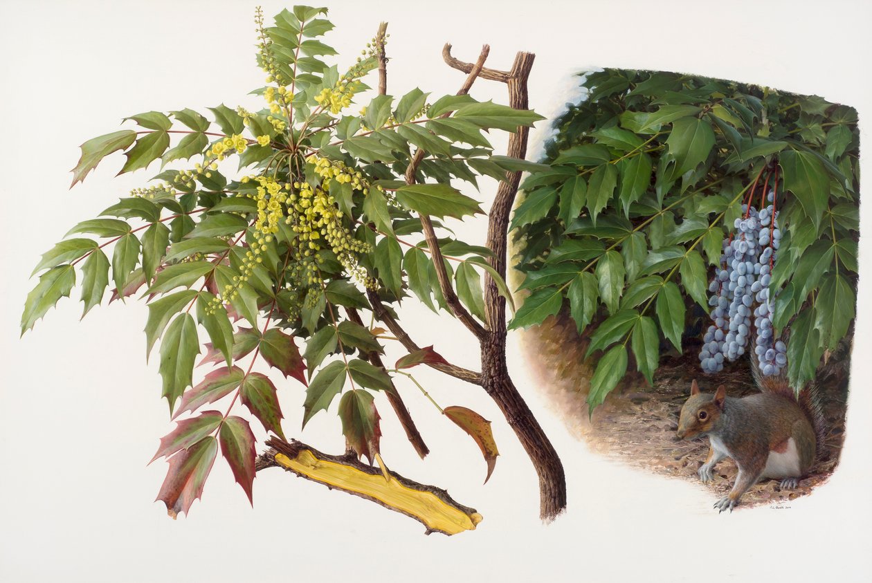Mahonia japonica, 2008 (olja på papper) av Raymond Booth