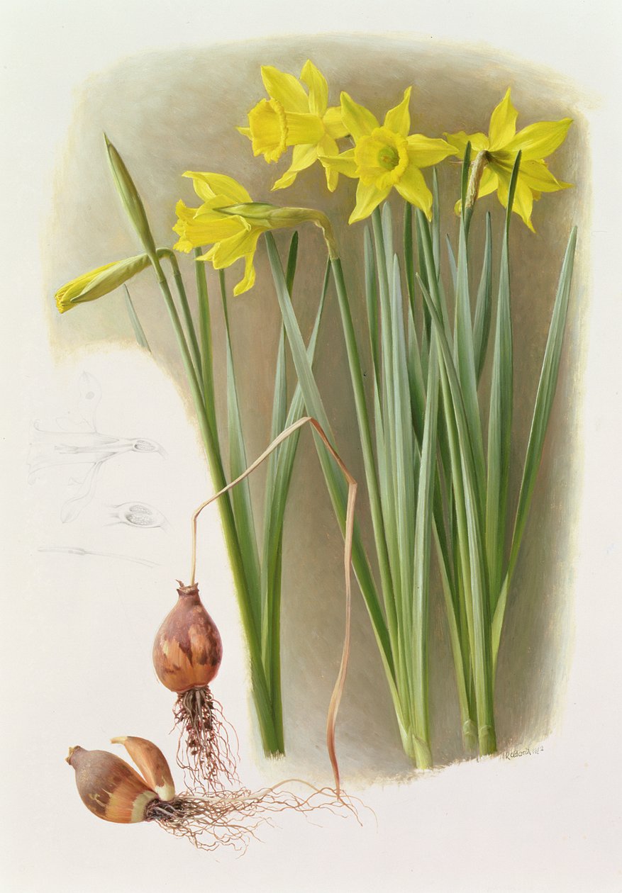 Narcissus Hispanicas Bujei av Raymond Booth