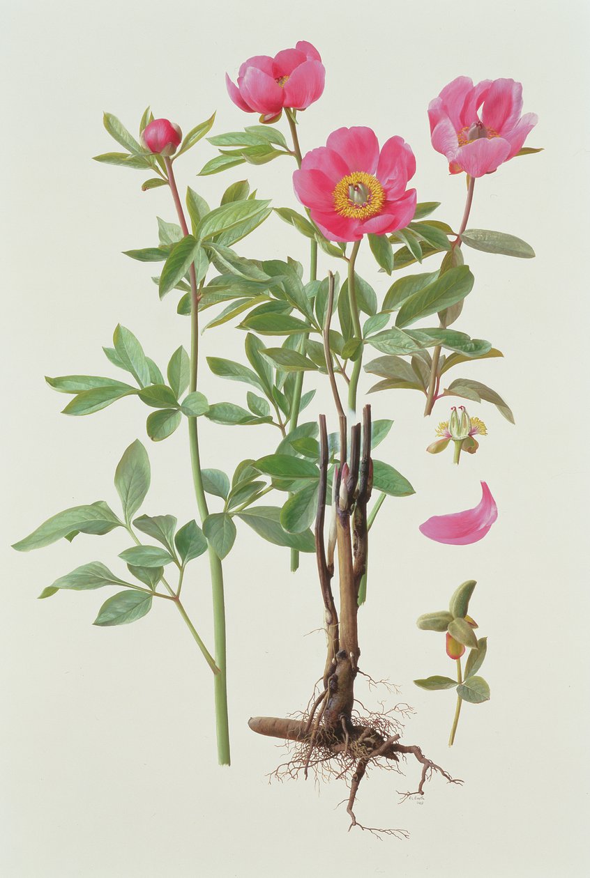 Arietina Paeonie av Raymond Booth