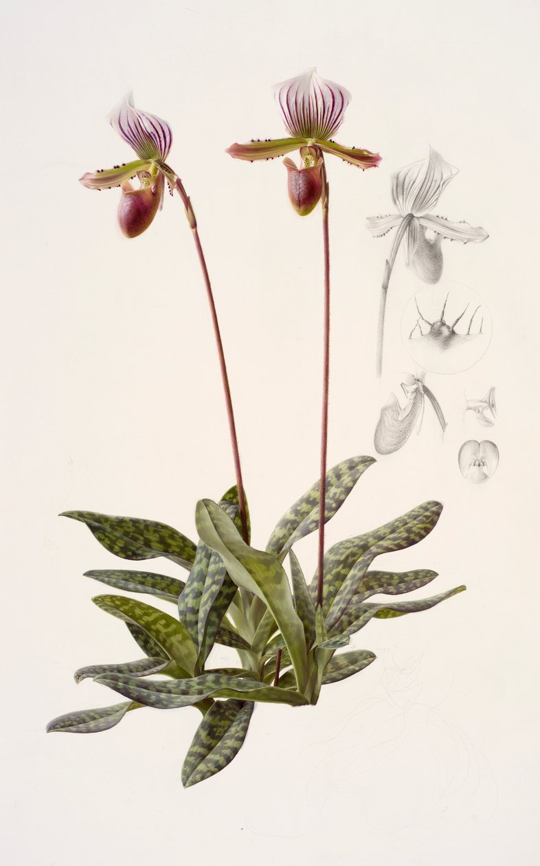 Paphiopedilum barbatum (olja på papper) av Raymond Booth