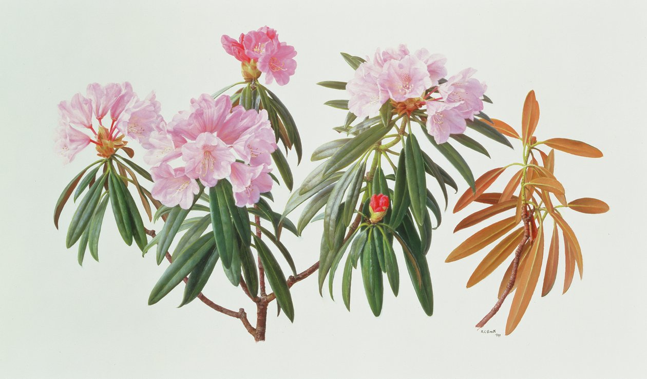 Rhododendron Metternichii Micranthum av Raymond Booth