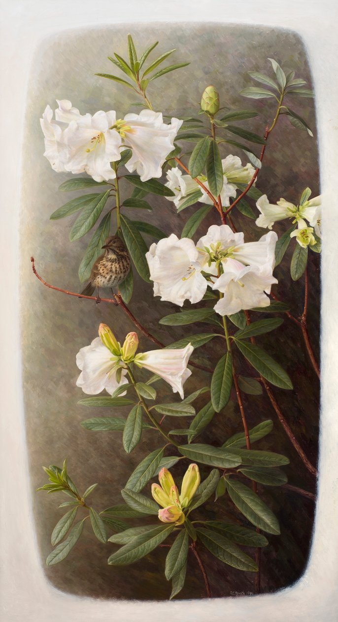Rhododendron lindleyi av Raymond Booth