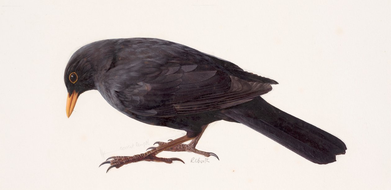 Studie av en koltrast (olja på papper) av Raymond Booth