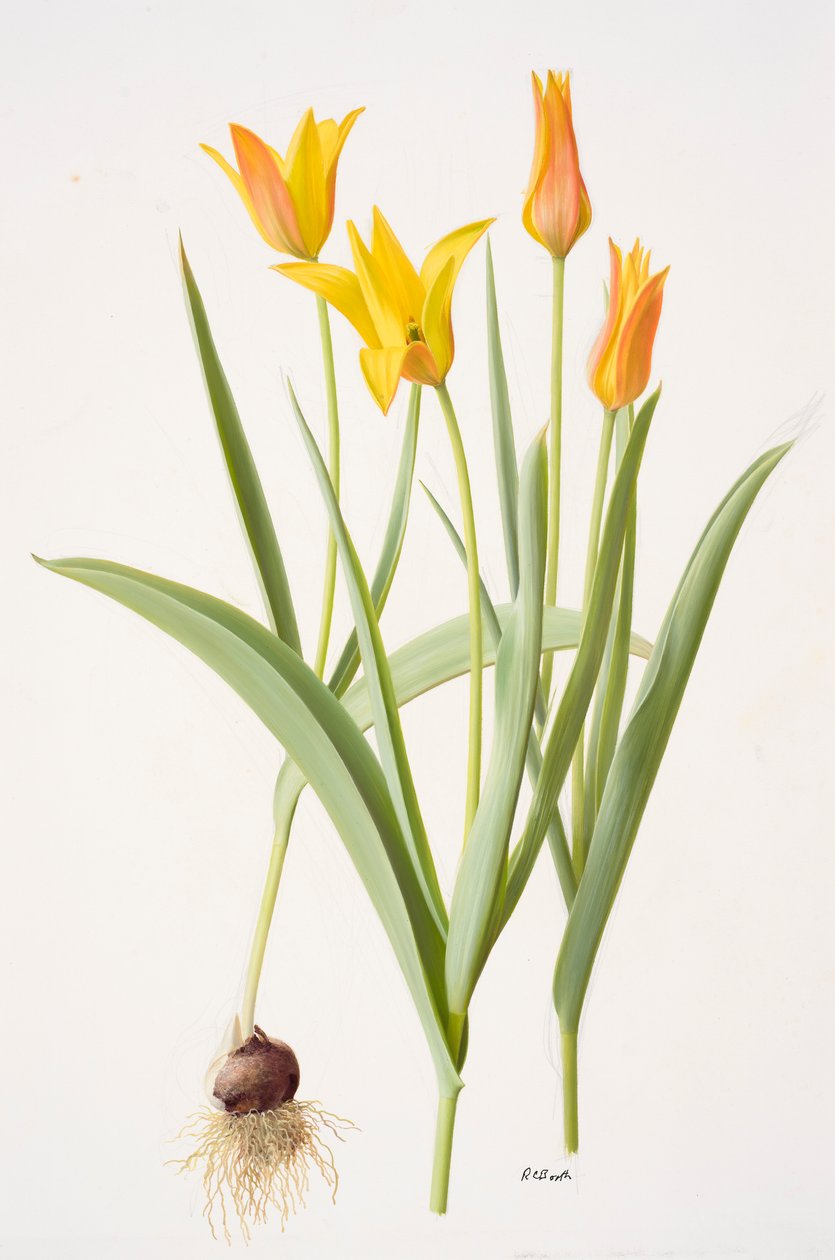 Tulipa ferganica (olja på papper) av Raymond Booth