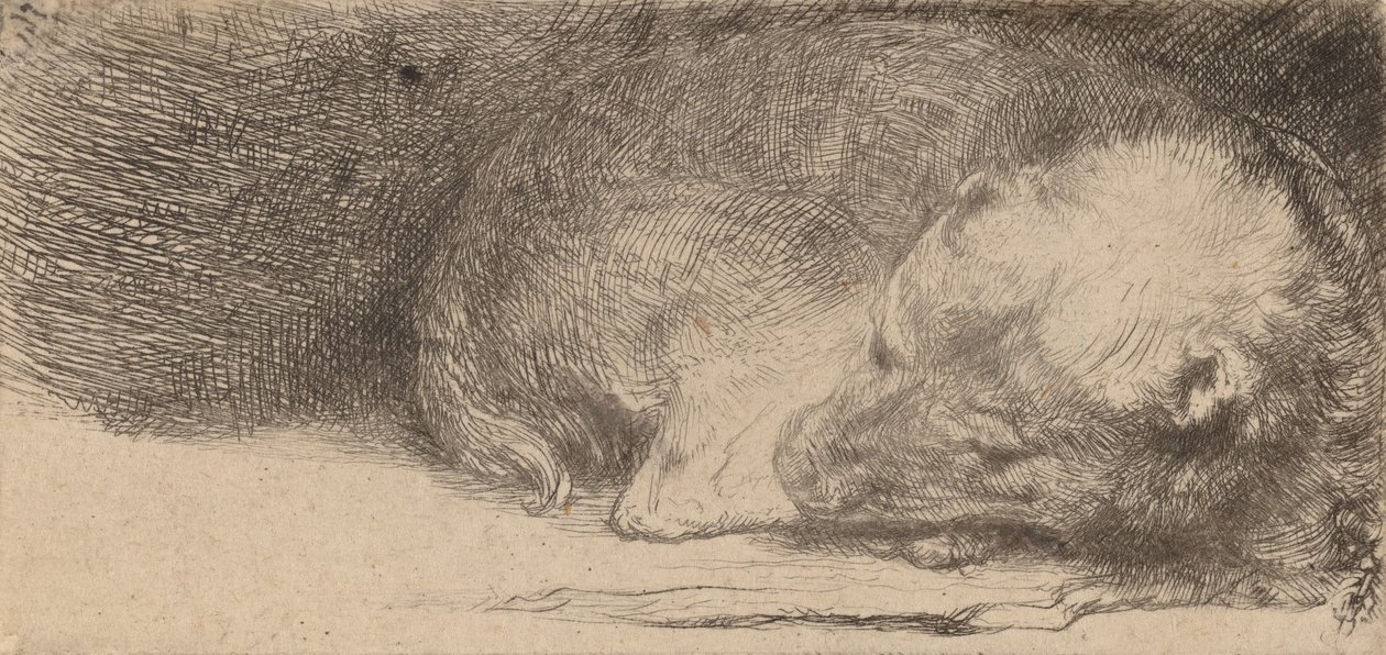sovande valp, c. 1640. av Rembrandt van Rijn