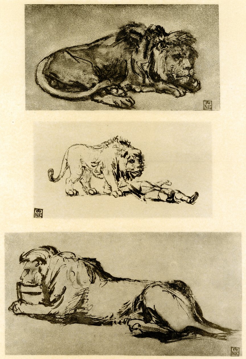 Tre lejonstudier av Rembrandt van Rijn