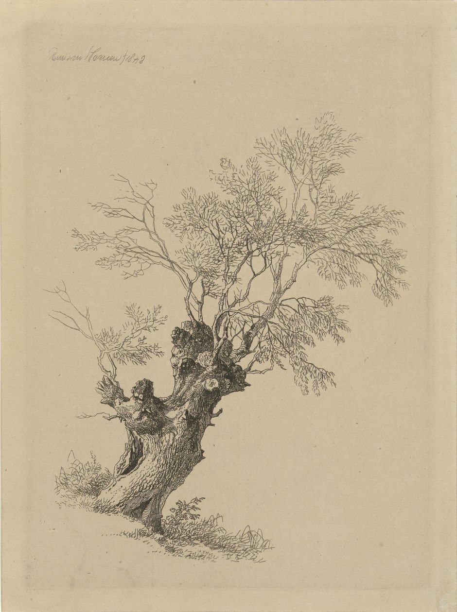 pilträd av Remigius Adrianus Haanen