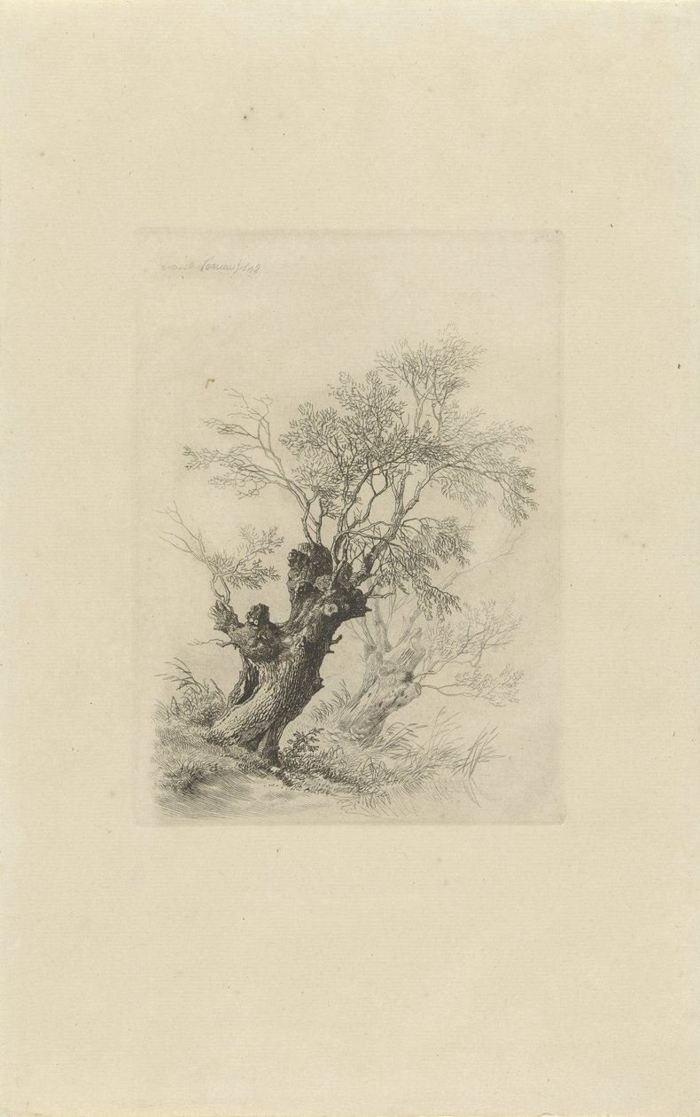 pilträd av Remigius Adrianus Haanen