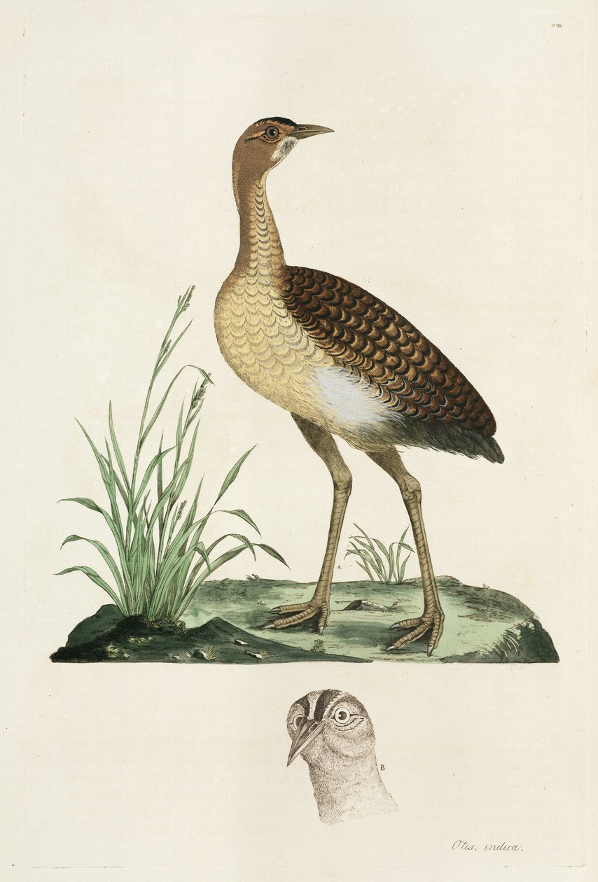 Bustard av John Pardon