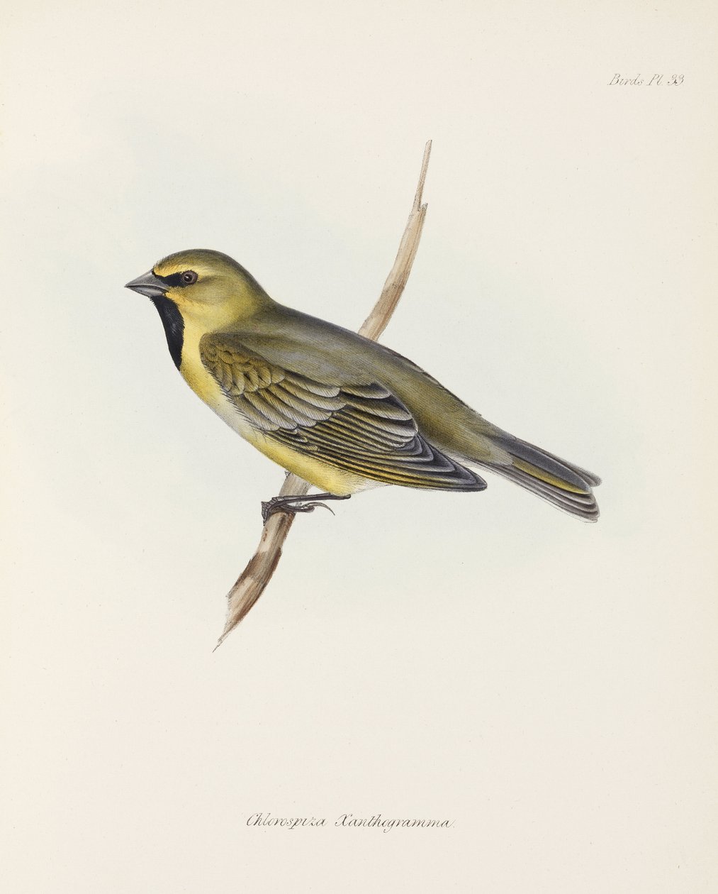 Finch, c 1832-1836 av John Pardon