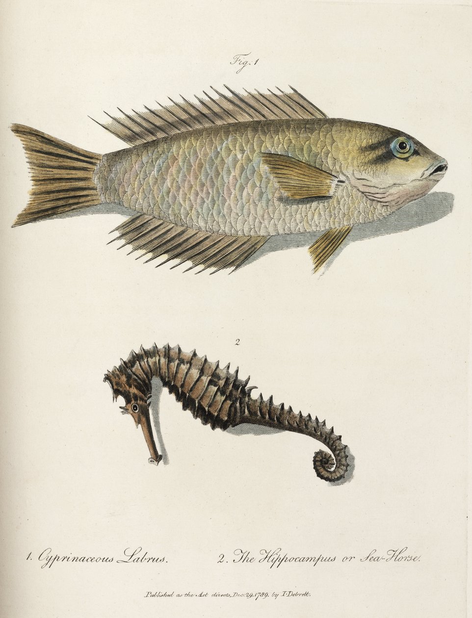 Fisk och sjöhäst av John Pardon