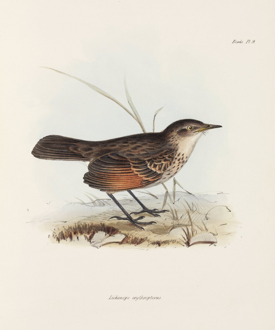 Flugsnappare, c 1832-1836 av John Pardon