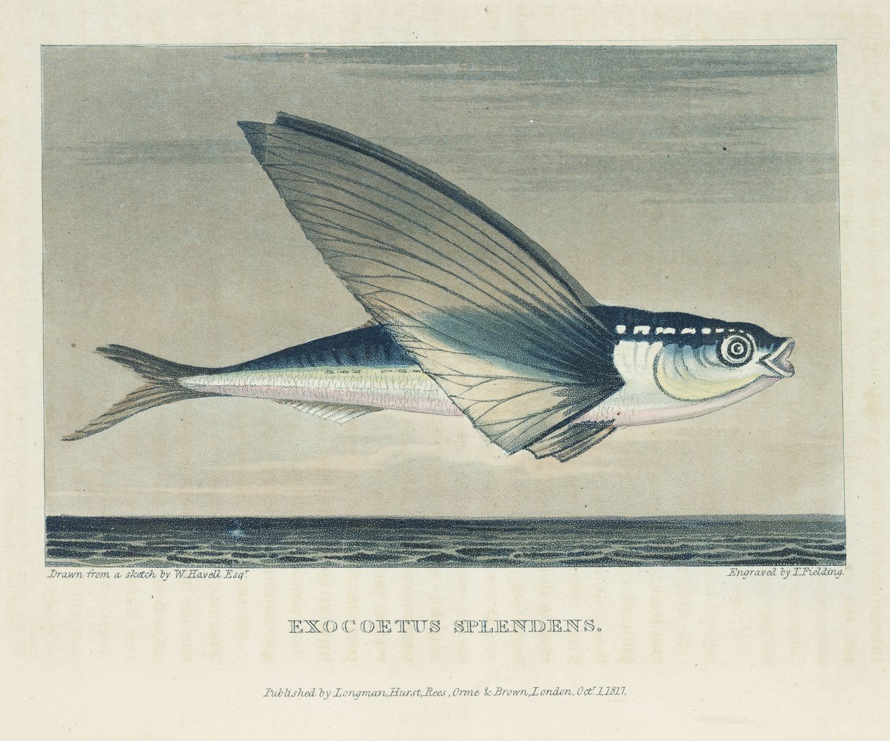 Flygande fisk av John Pardon