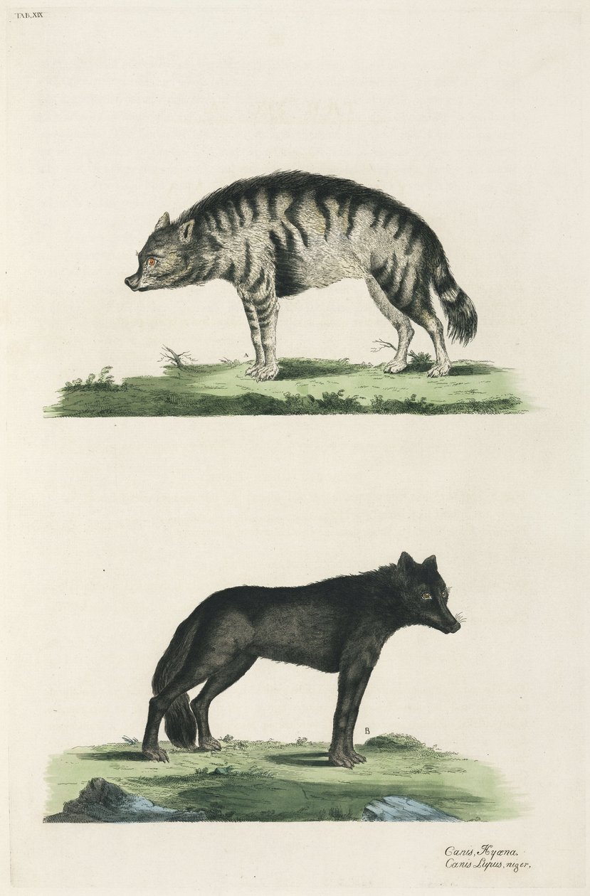 Hyena och varg av John Pardon
