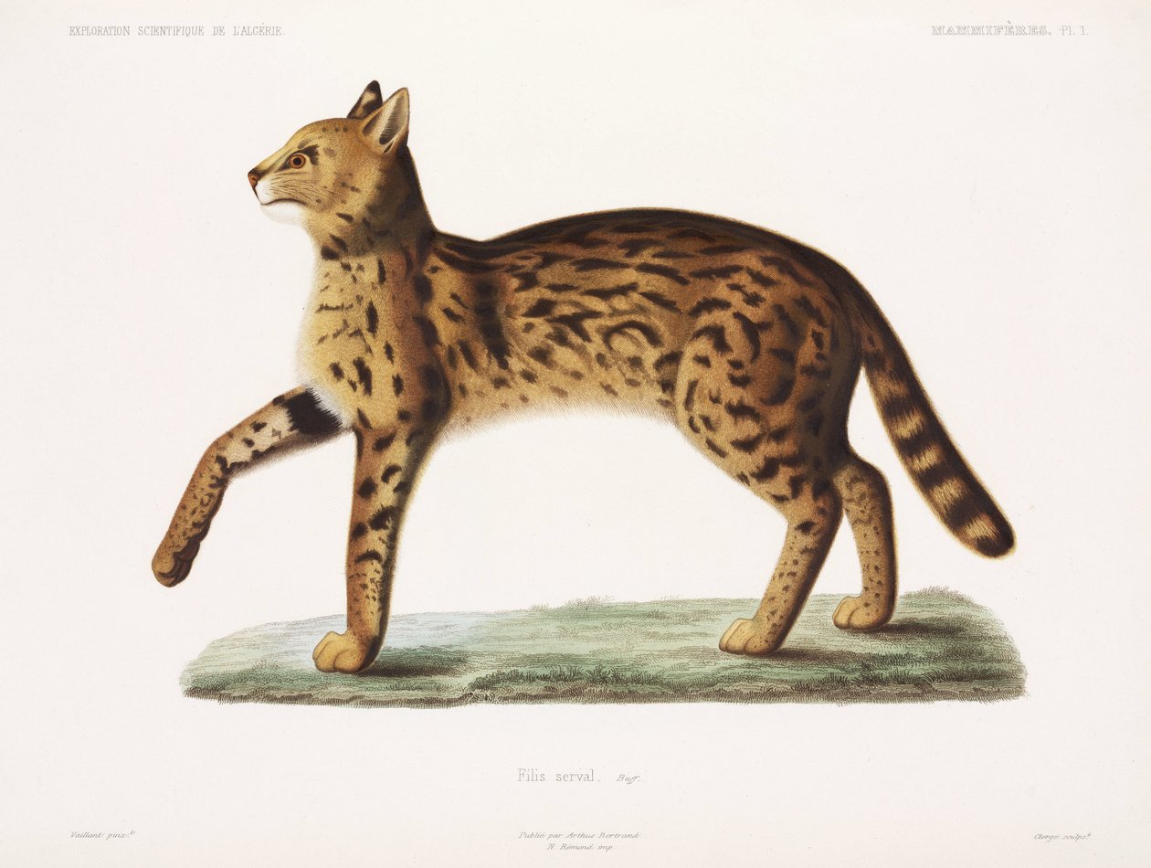 Serval, Algeriet av John Pardon