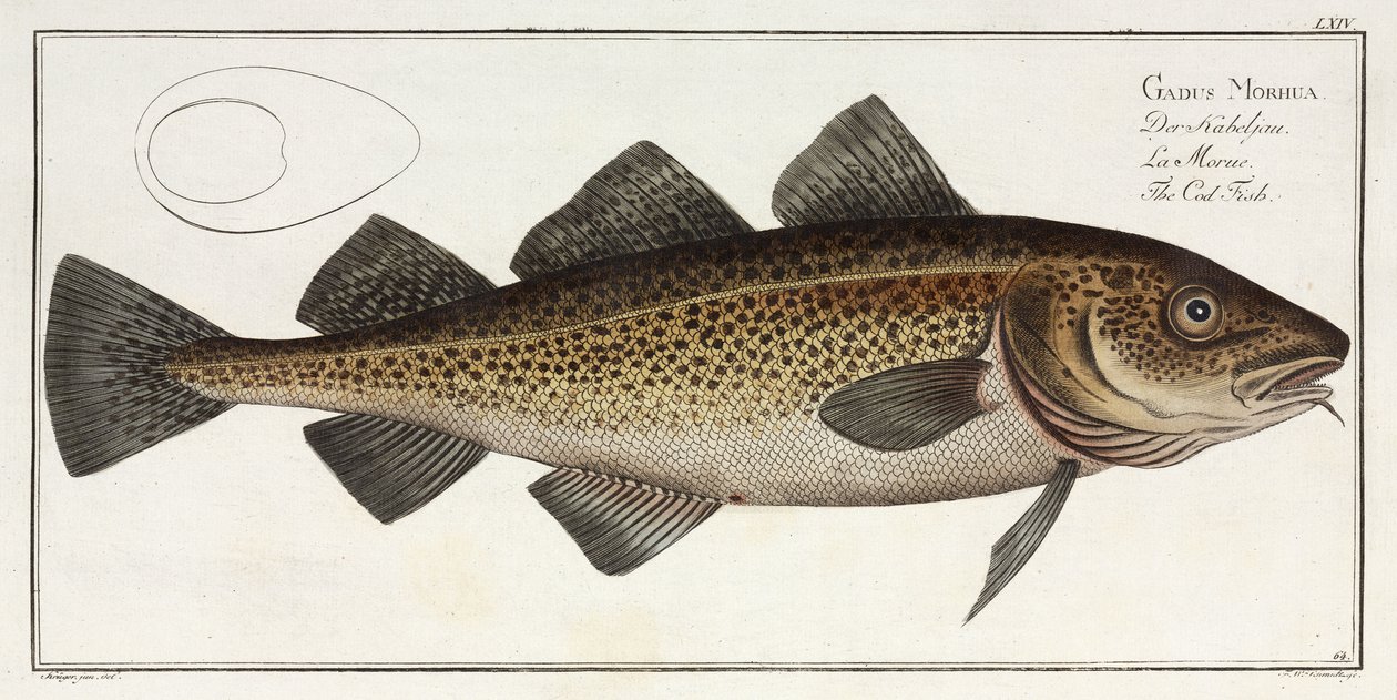 "Torskfisken" av John Pardon