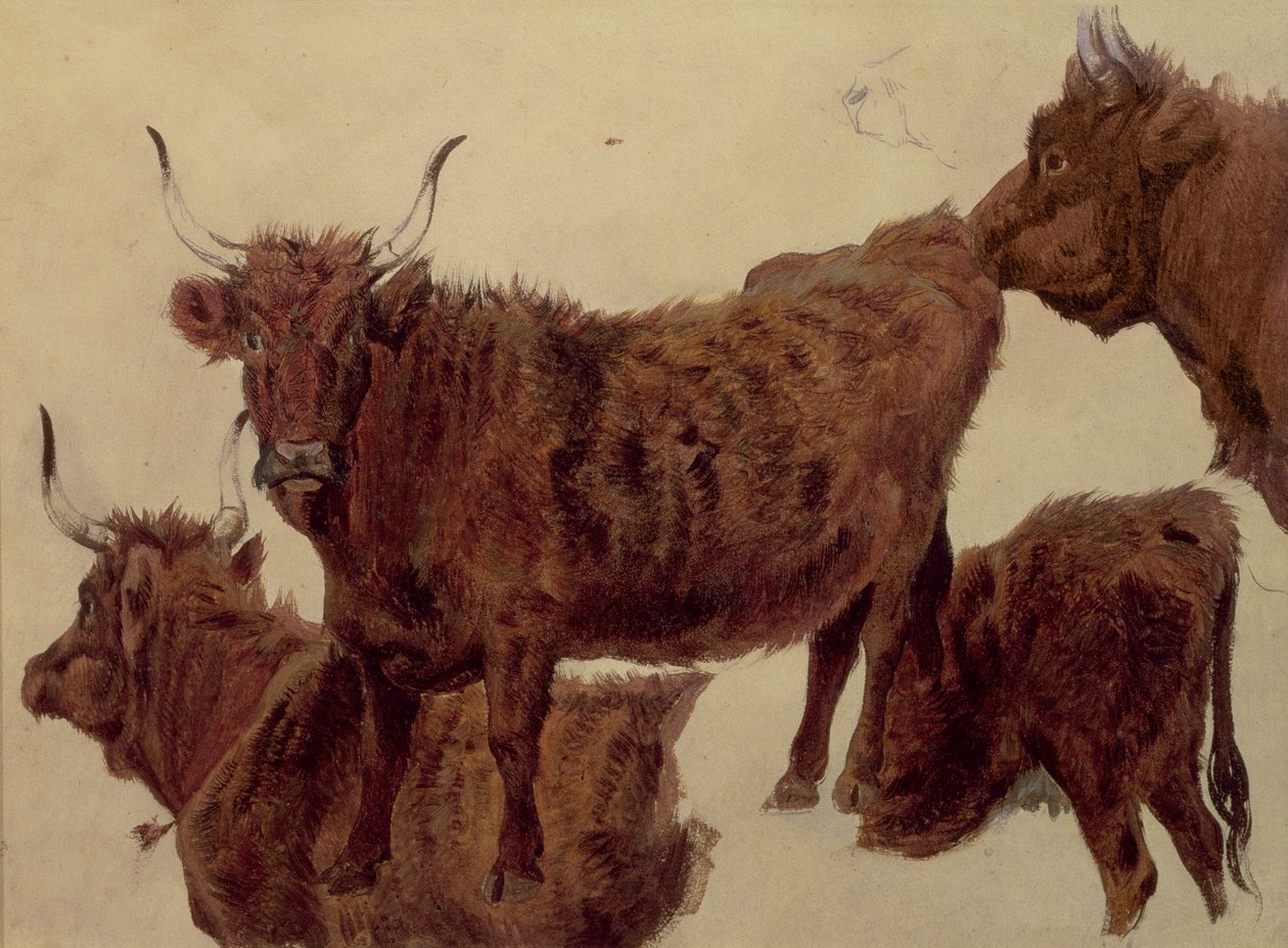 Studier av höglandsboskap (olja på papper) av Richard Ansdell