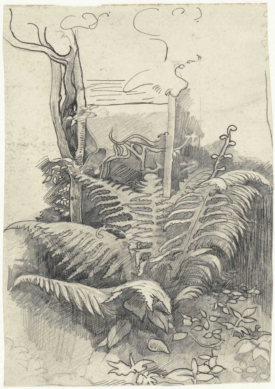 Ormbunke av Richard Nicolaüs Roland Holst