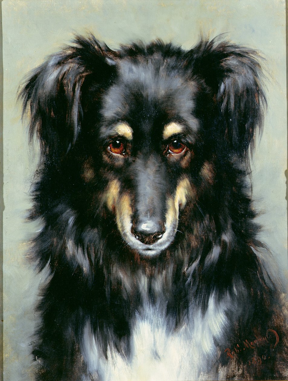 A Black and Tan Collie, 1890 av Robert Morley