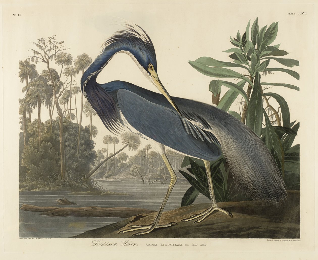 Louisiana Heron, 1834 (handfärgad akvatint på vävt papper) av Robert the Younger Havell