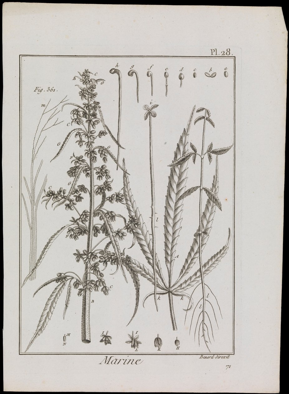 Marint diagram av blommor, ca 1810 (gravyr  etsning) av Robert Benard