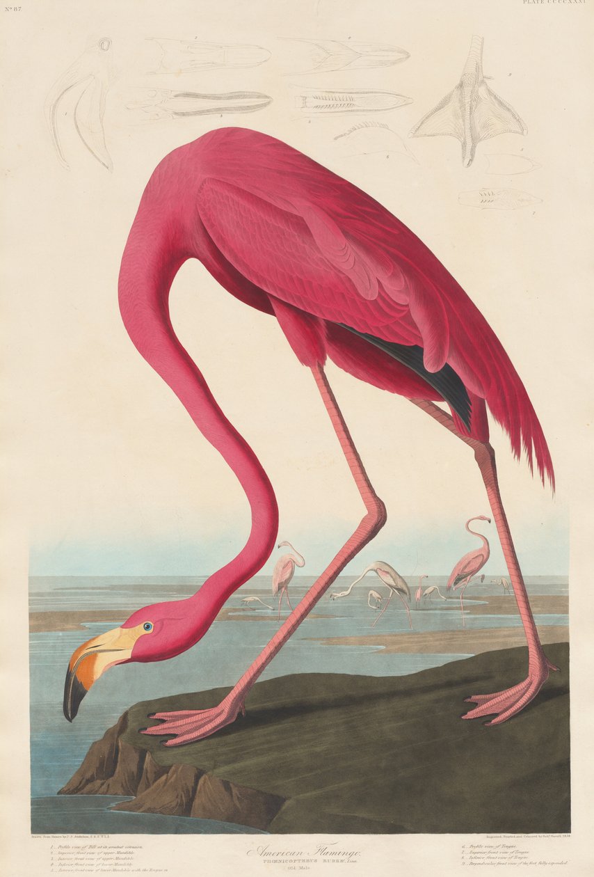 American Flamingo, 1838. av Robert Havell