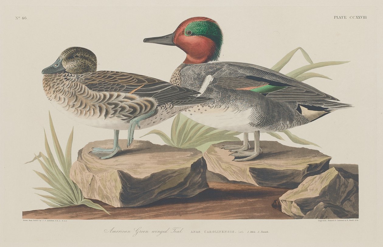 Amerikansk grönvingad kricka, 1834. av Robert Havell