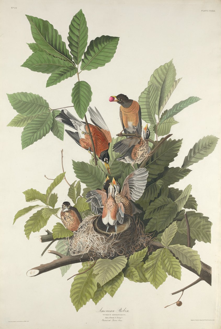 Amerikanska Robin, 1832. av Robert Havell
