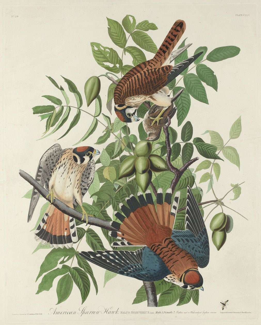 Amerikansk Sparrow Hawk, 1832. av Robert Havell