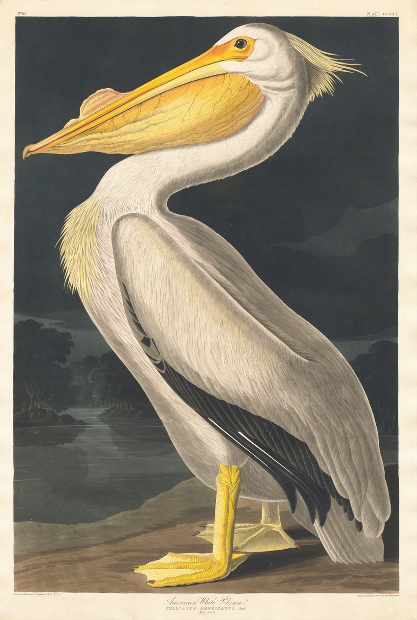 Amerikansk vit pelikan, 1836. av Robert Havell