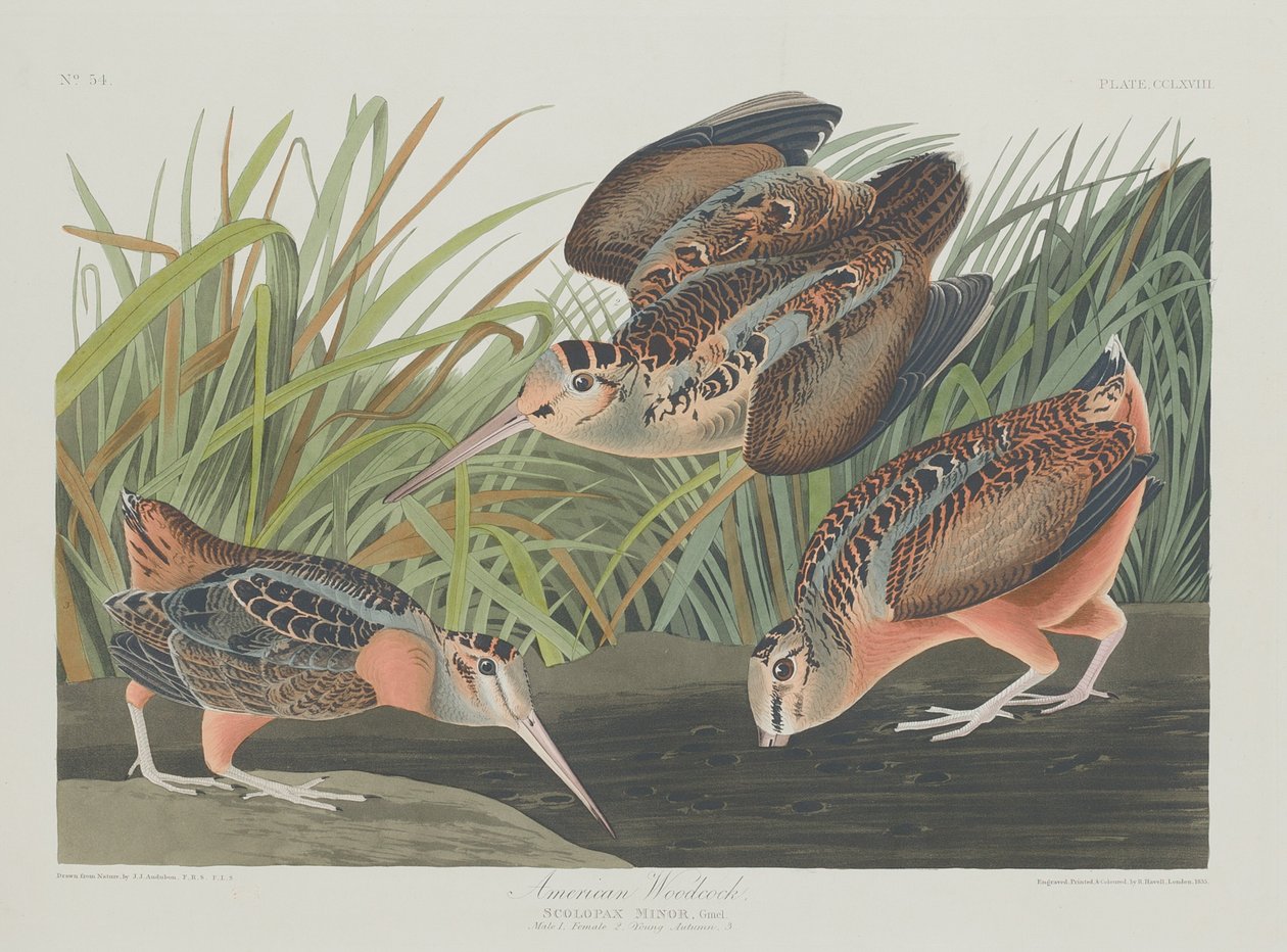 Amerikansk Woodcock, 1835. av Robert Havell