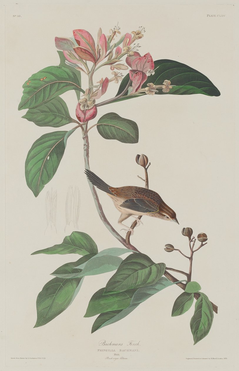 Bachmans Finch, 1833. av Robert Havell