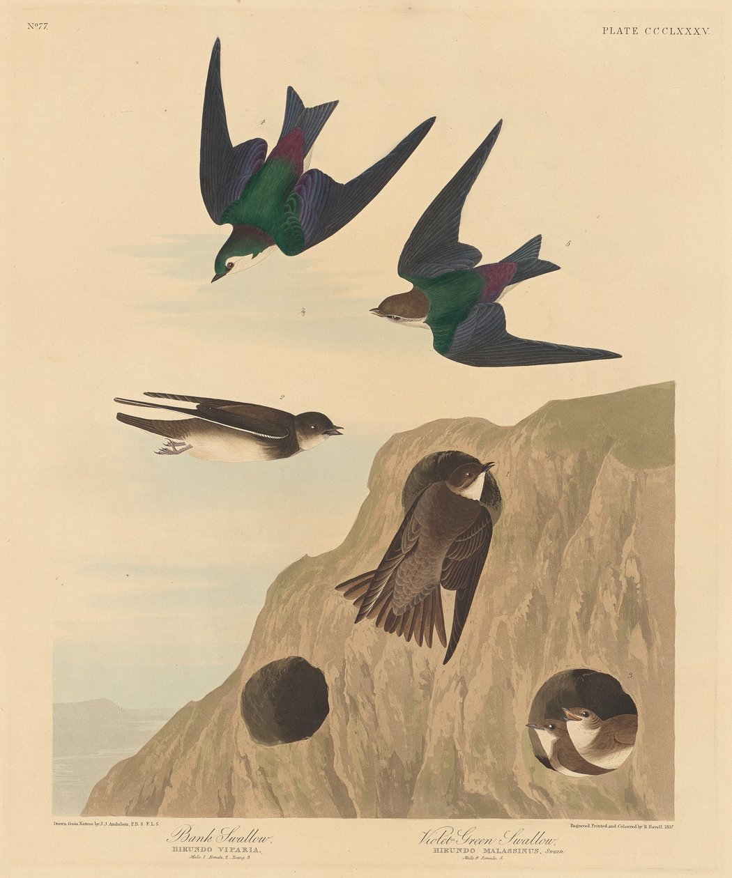 Banksvala och violettgrön svala, 1837. av Robert Havell