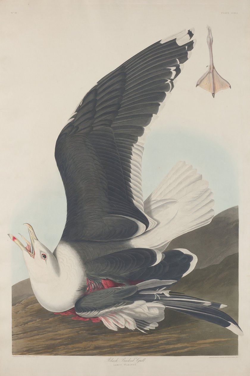 Svartrygg, 1835. av Robert Havell