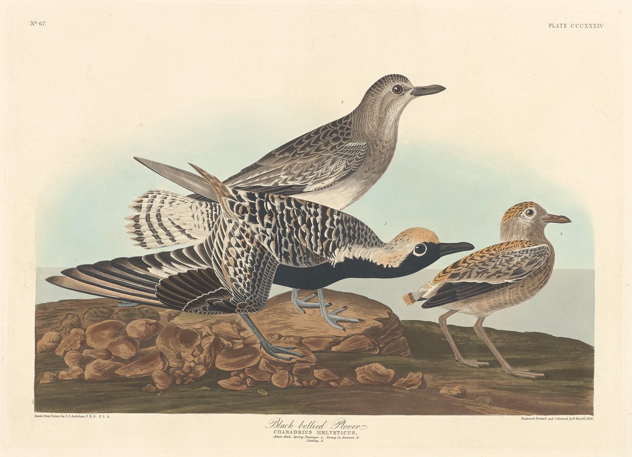 Svartbukad Plöver, 1836. av Robert Havell