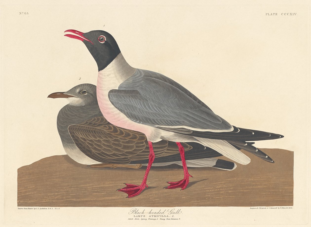Svarthuvudmås, 1836. av Robert Havell