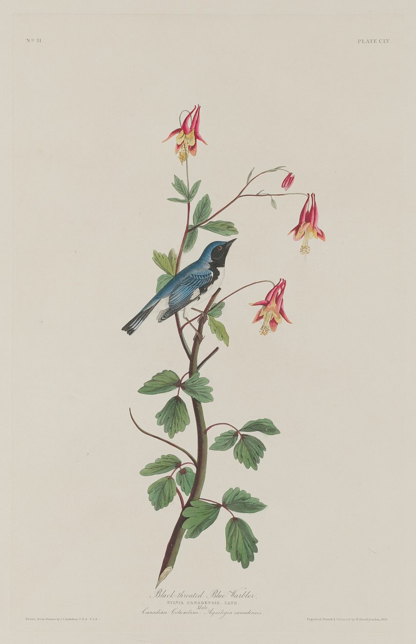 Svartstrupig blåsångare, 1832. av Robert Havell
