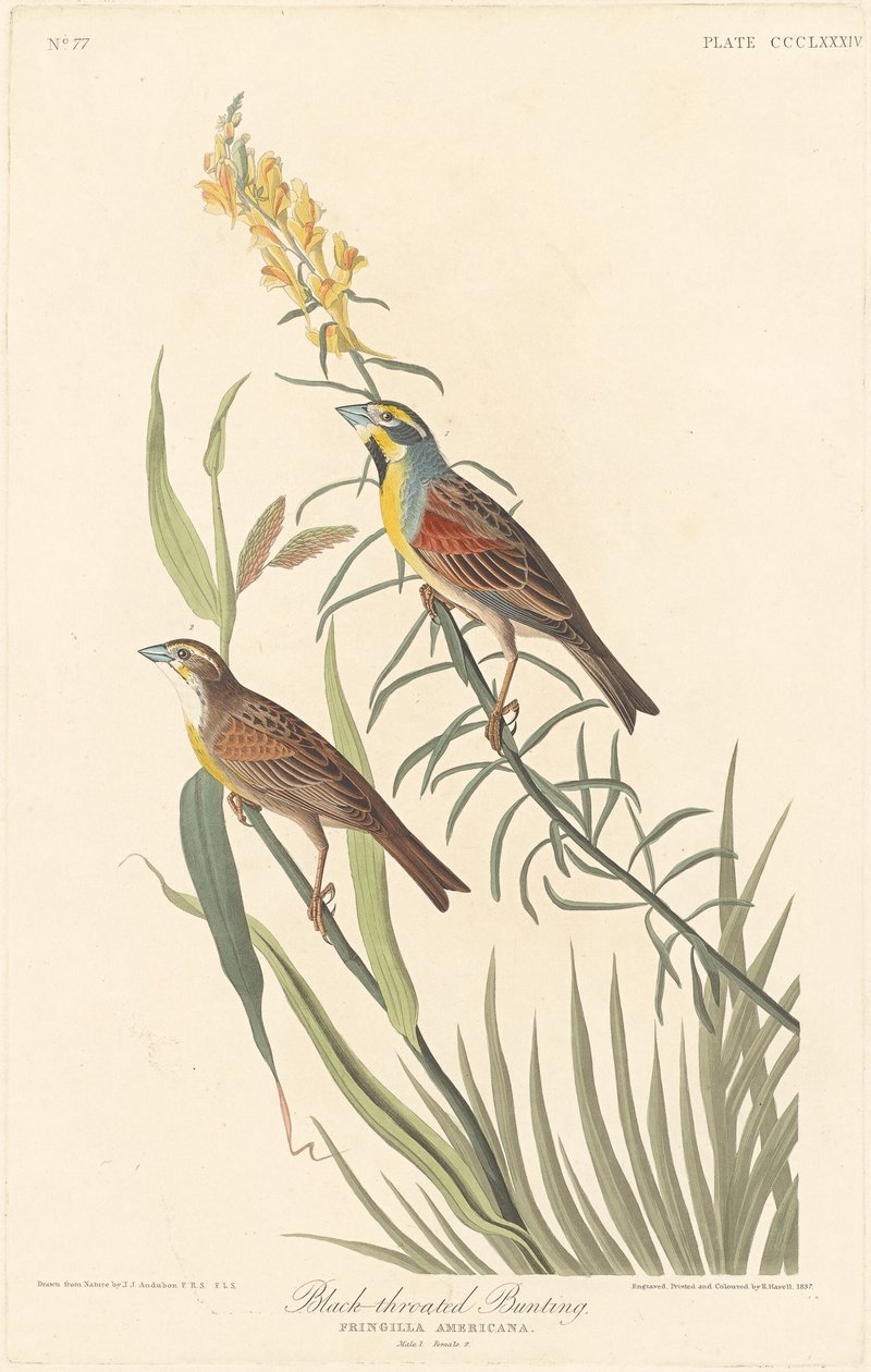 Svarthalssparv, 1837. av Robert Havell