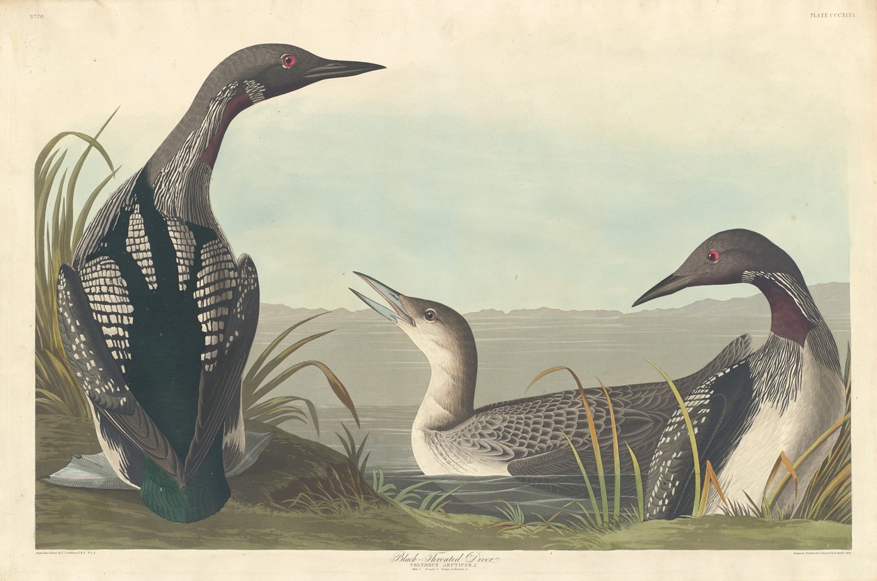 Svartstrupad dykare, 1836. av Robert Havell
