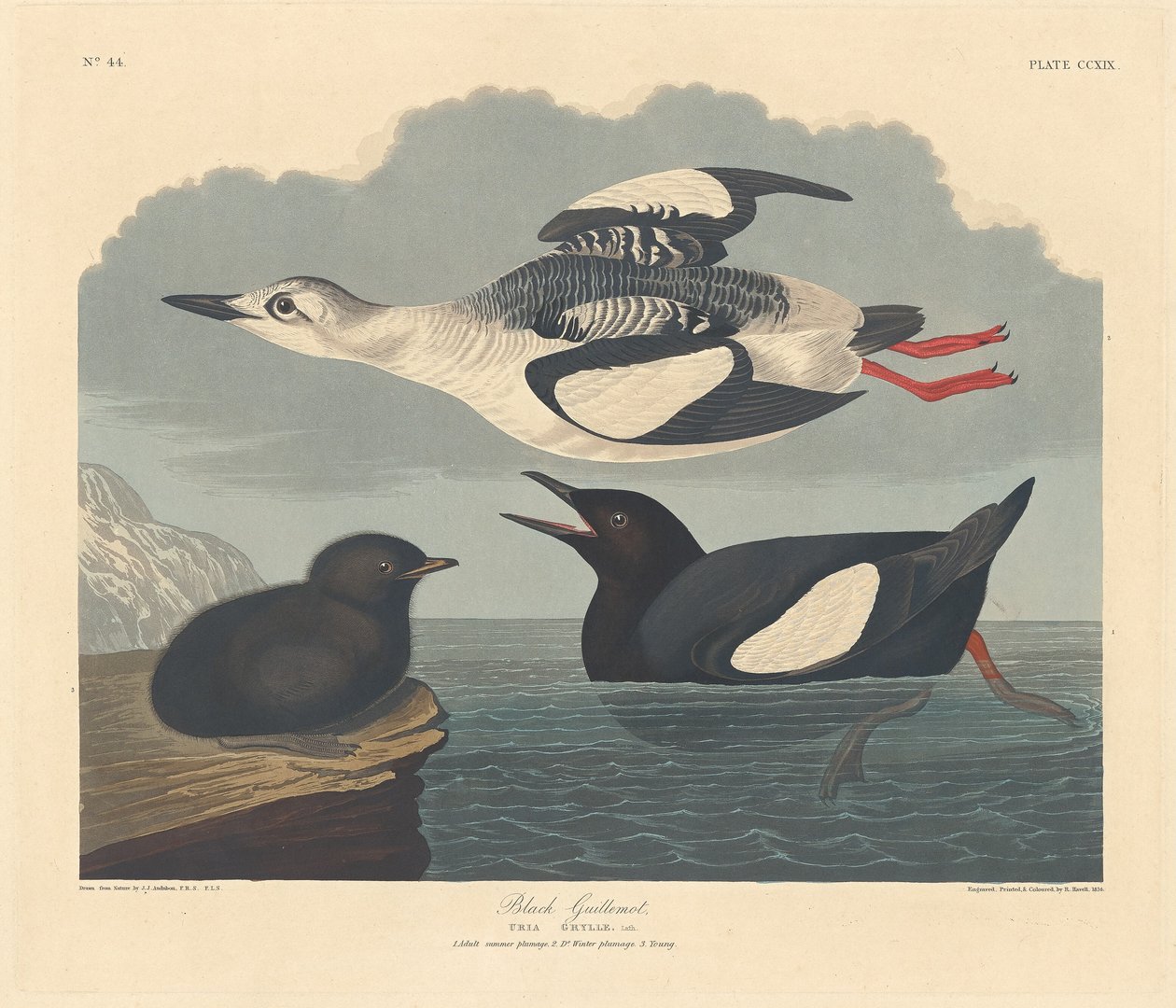 Svart sillgrissla, 1834. av Robert Havell