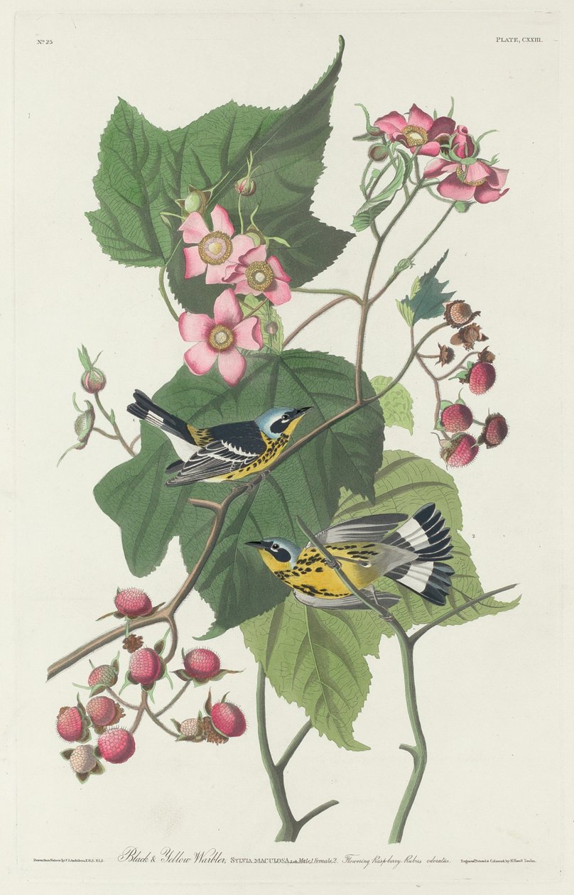 Svart och gul sångare, 1831. av Robert Havell