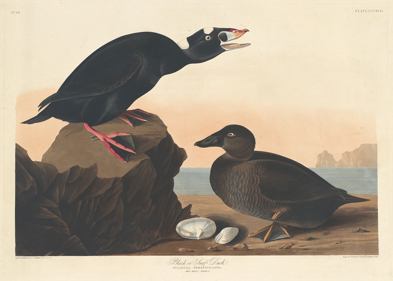 Black eller Surf Duck, 1836. av Robert Havell