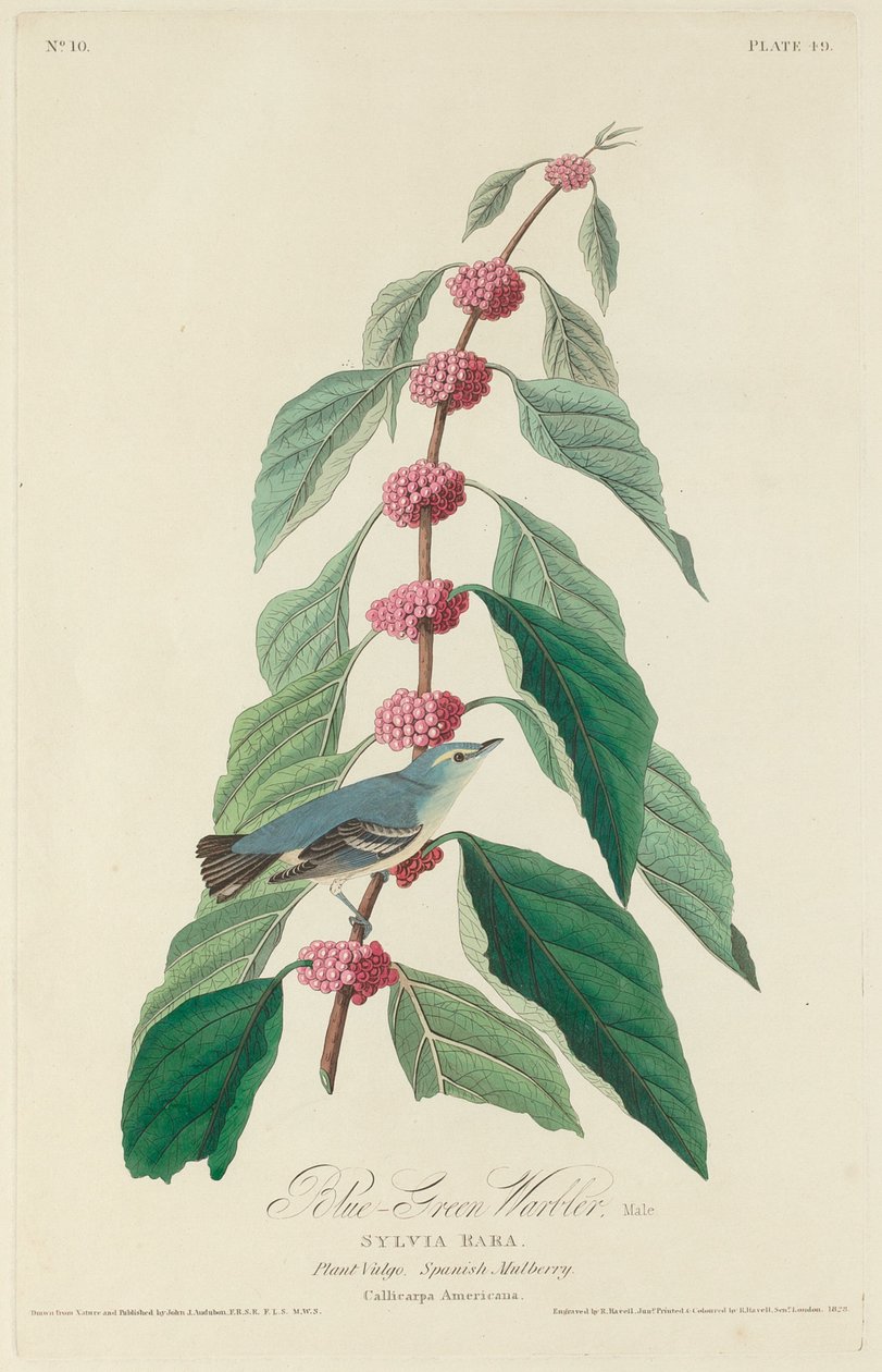 Blågrön sångare, 1828. av Robert Havell