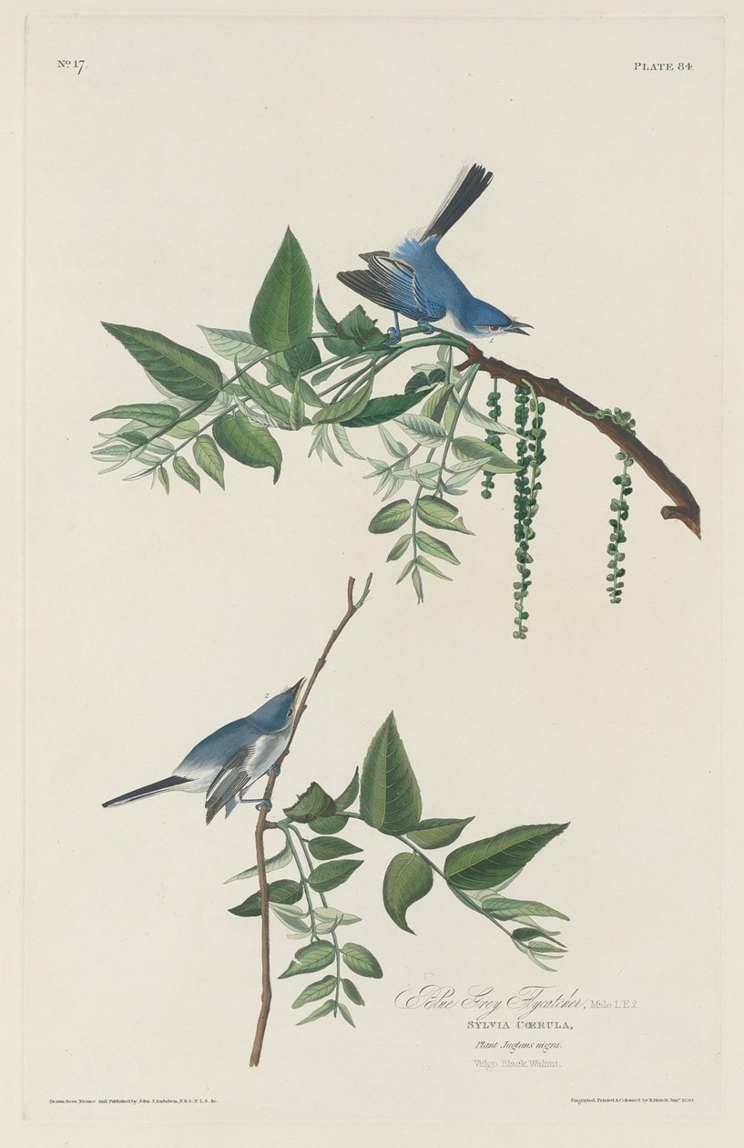 Blågrå flugsnappare, 1830. av Robert Havell